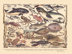 Page 16: Jellyfish, porpoise, herring, tuna, mackerel, shark, mullet, octopus, sardines, lobster, cuttlefish, cod, turbot, beard, crab, hermit Bernard, oysters, scallops, asteria, tile, ray, sole, lobster, mussels by Gabriel Gostiaux