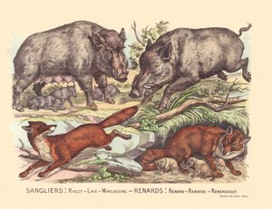 Page 9: Wild boars: gossip, lard, marcassins Fox: fox, fox, fox by Gabriel Gostiaux