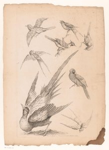 Eight Chinese Birds, Including Possibly Birds of Paradise by Gabriel Huquier (attributed to)