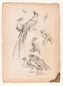 Eight Chinese Birds, Including Possibly Birds of Paradise by Gabriel Huquier (attributed to)