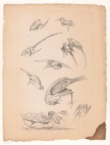 Eleven Chinese Birds, Including Ducks and Parrots by Gabriel Huquier (attributed to)