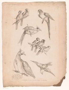 Nine Chinese Birds by Gabriel Huquier (attributed to)