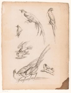 Nine Chinese Birds by Gabriel Huquier (attributed to)