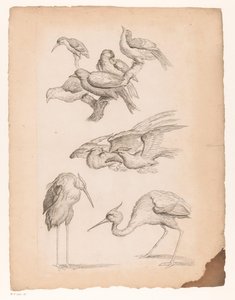 Nine Chinese Birds, Including Herons and a Kingfisher by Gabriel Huquier (attributed to)