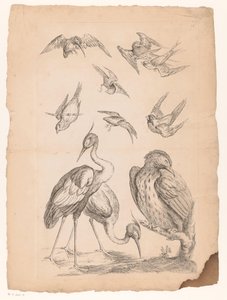 Ten Chinese Birds, Including Two Herons and a Kingfisher