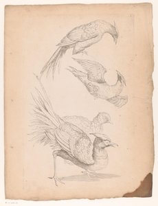 Four Chinese Birds, Possibly Birds of Paradise (Various Chinese Birds) (Book of Different Species of Birds from China) by Gabriel Huquier (attributed to)