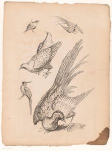 Six Chinese Birds (Livre des differentes espèces d