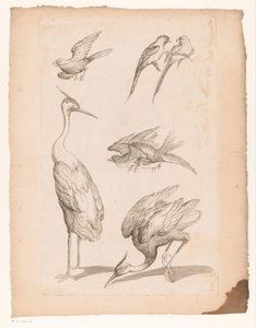 Seven Chinese Birds, Including Herons and Parrots