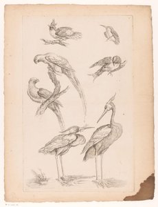 Seven Chinese Birds, Including Herons and Parrots by Gabriel Huquier (attributed to)