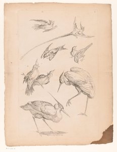 Nine Chinese Birds, Including a Heron and Possibly Birds of Paradise by Gabriel Huquier