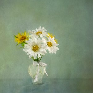 Fresh Daisy Bouquet