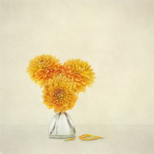 Golden Autumn Dahlias