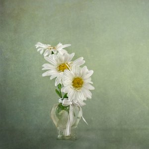 White Daisies In Vase