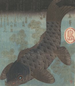 Carp and Pine
