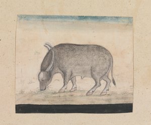 A Water Buffalo