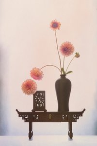 Elegant Dahlia Display by GaoSL