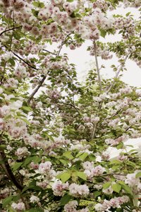 Cherry Blossoms Spring by Gemma Bardot