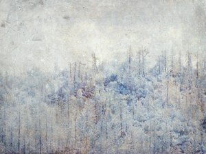 Serene Snowy Trees