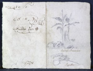 Banana Trees by Genevieve Sophie Marie Adele Patu de Rosemont