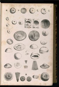 Plate 014 by Georg August Goldfuß