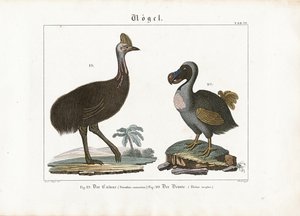Cassowary and Dodo