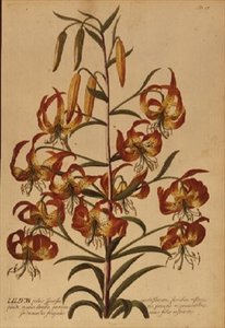 American Turkscap Lily from 