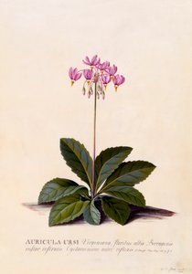 Aricula Ursi Shooting Star, c. 1744 hand coloured engraving