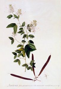 Bauhinia