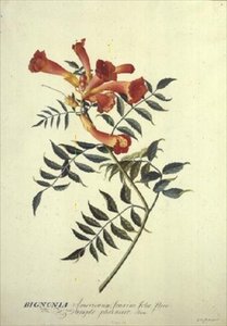 Bignonia americana by Georg Dionysius Ehret
