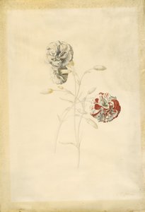 Carnations by Georg Dionysius Ehret