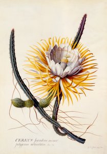Cereus Queen of the Night, hand coloured engraving