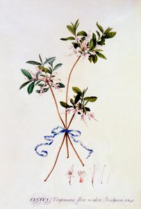 Cistus Virginiana, c. 1743 hand coloured engraving by "Georg Dionysius Ehret