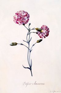Difor Amourius Carnation