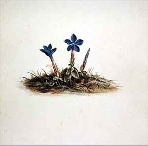 Gentian by Georg Dionysius Ehret