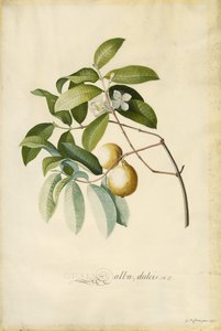 Guava