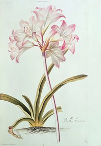 Lily: Lilium belladonna, from Trew