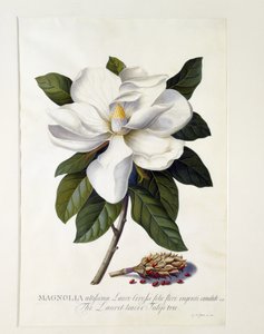 Magnolia Grandiflora
