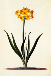 Narcissus, c. 1745
