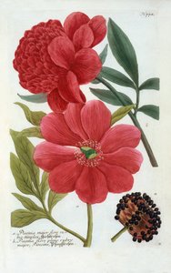 Paeonia, hand coloured engraving by "Georg Dionysius Ehret