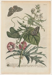 Rare Plants and Butterflies: No. 7 by Georg Dionysius Ehret