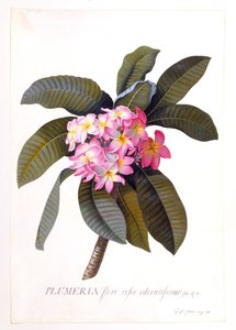 Plumeria, c. 1744 Hand Coloured Engraving by "Georg Dionysius Ehret