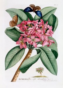 Plumeria by "Georg Dionysius Ehret