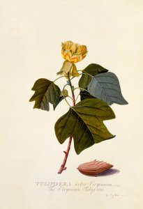 The Virginian Tulip Tree, c. 1743 (hand coloured engraving)