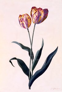 Tulip, c. 1744 Hand Coloured Engraving