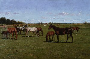 Mares and Foals