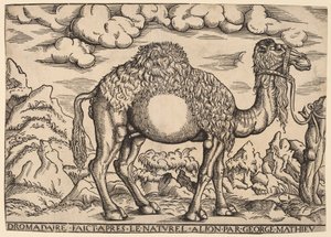 A Dromedary by Georg Mattheus