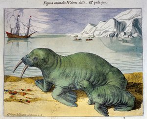 Representation of a Walrus, Polar Animal. Engraving from Atlas by Braun & Hogenberg, 1590