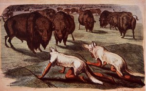 North American Plains Indians creep up on grazing buffalo while wearing wolf skins, c.1840 by George (after) Catlin
