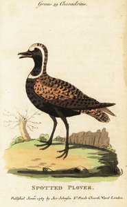 American golden plover or spotted plover by George (after) Edwards