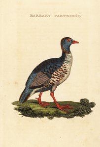 Barbary Partridge